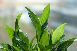 Peace lily plant growing indoors, beautiful green leaves reflect, a Photo by Studio ANNA