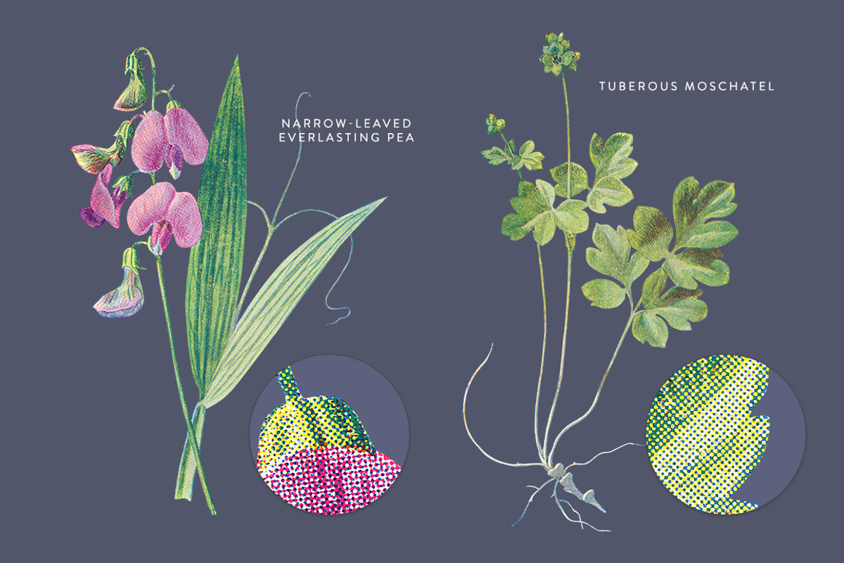 Vintage Flowers Vol.01 - Extra Large, an Illustration by Greta Ivy (Photo 6 of 18)