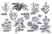 Medical plants. Big set., an Object Graphic by MarinaVorontsova (Thumbnail 2 of 11)