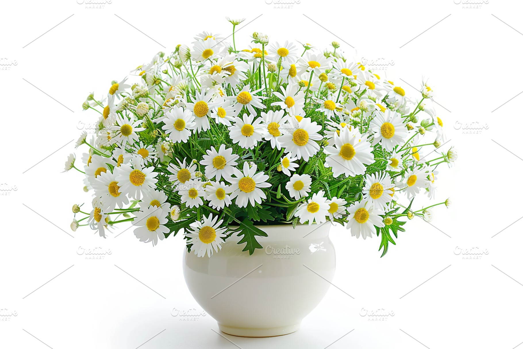 Fresh chamomile flowers in vase on white background, a Nature Photo by AlyaAnd