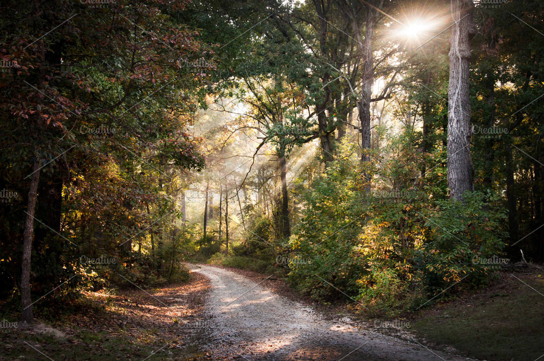 Sunrise through Woods, a Nature Photo by Crux Creative