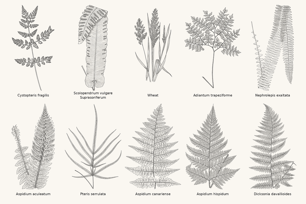 Fern & Grass Line Art Collection, a Decorative Illustration by AW Studios (Photo 10 of 11)