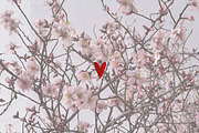 Blooming Spring Easter Collection, a Seasonal Illustration by Nataly_is_Drawing (Thumbnail 9 of 9)