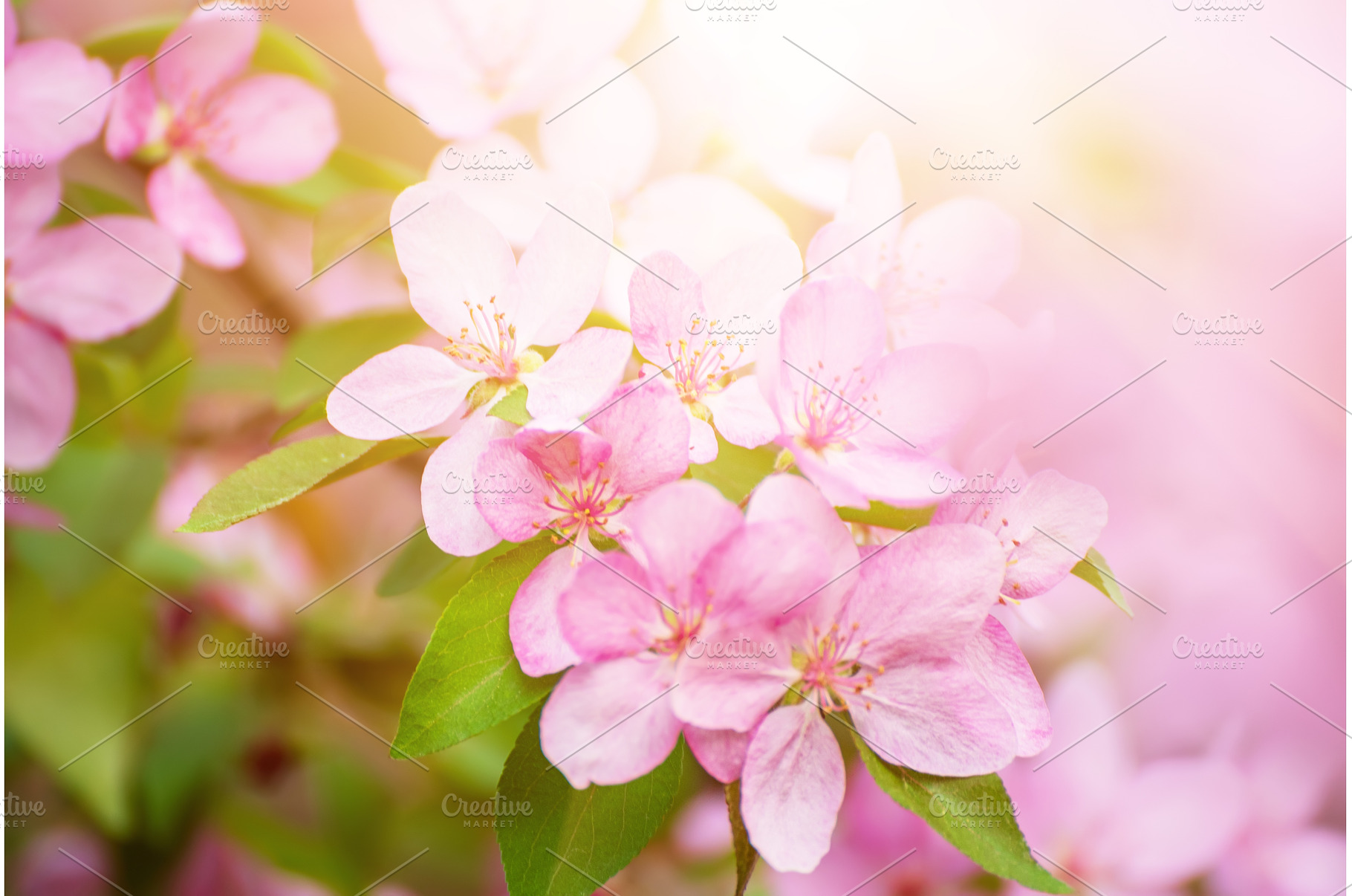 Apple tree flower, a Nature Photo by Nature and travel