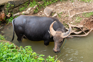 Buffalo standing in water in Toraja, Sulawesi, Indonesia, an Animal Photo by GoodGoods