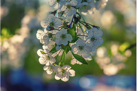 Cherry flowers frame, a Nature Photo by Nature and travel