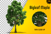 CUT OUT TREES - 60 PCS BUNDLE, a Packaging Mockup by 3DSTORE (Thumbnail 37 of 63)