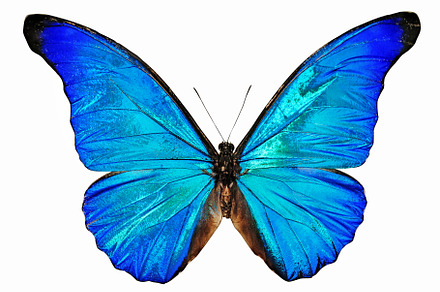 Blue butterfly isolated background stock photo containing blue and butterfly