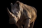 Endangered Rhinoceros Illustration, an Animal Illustration by Digital Art Downloads (Thumbnail 2 of 3)