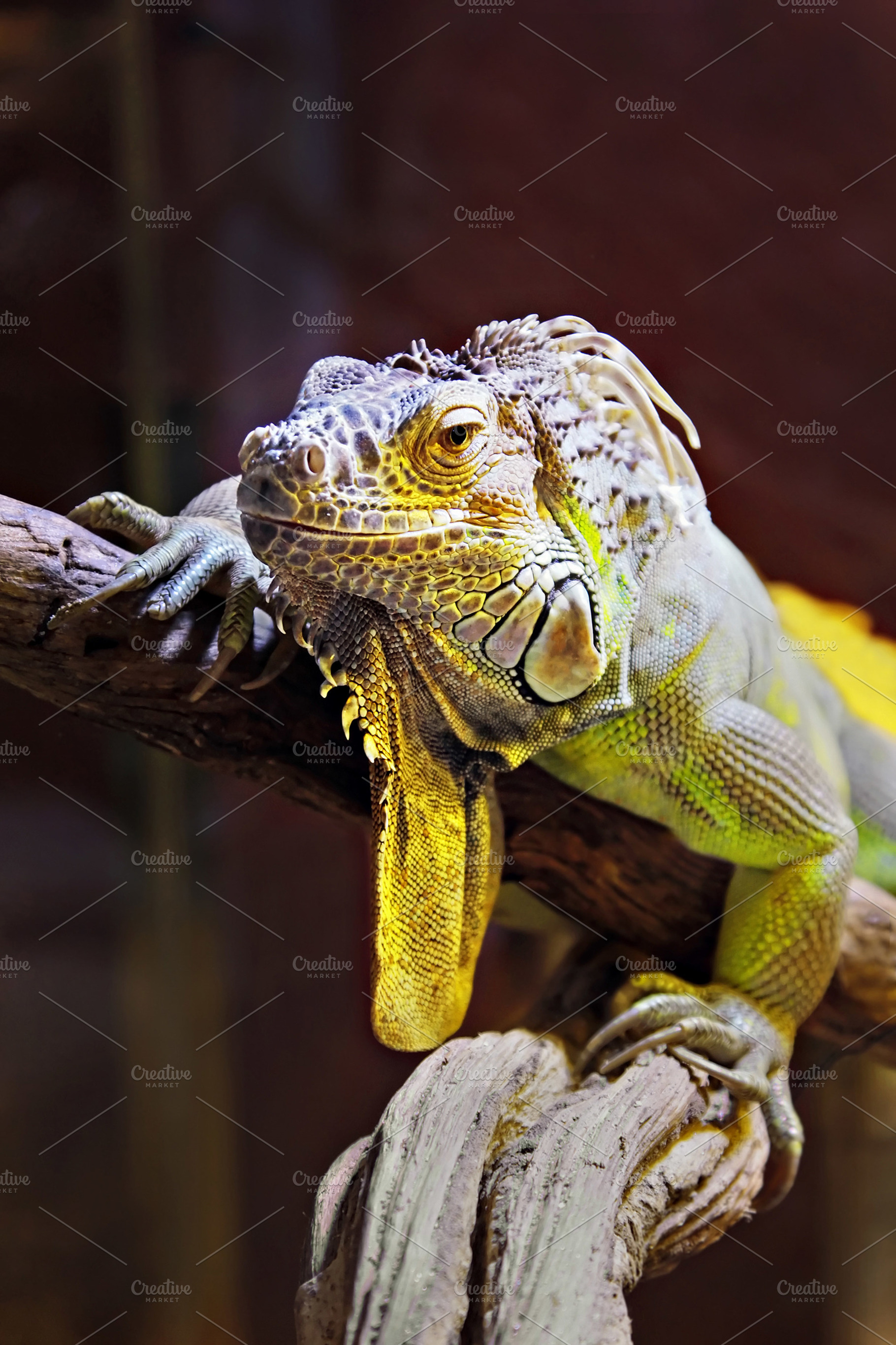 Yellow iguana, a Photo by saiko3p