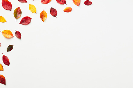 Autumn leaves frame corner isolated on white background. Autumn, fall concept., a Nature Photo by photoguns