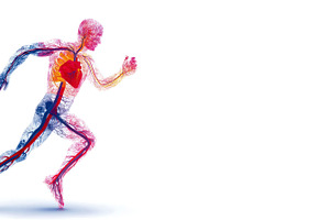 Anatomical illustration of human circulatory system in motion sh, a Health & Medical Photo by José Manuel Gelpi
