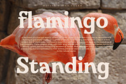 Bricks Antique Modern Vintage Serif, a Serif Font by Letterena Studios (Thumbnail 3 of 15)