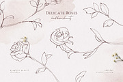 Delicate Roses - Hand Drawn Clipart, a Texture Illustration by Aquarellina (Thumbnail 3 of 15)