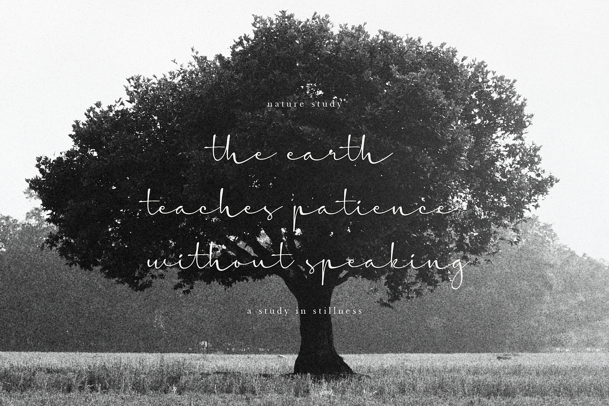 The Candelor | Luxury Chic Font, a Script Font by Denustudios (Photo 6 of 12)