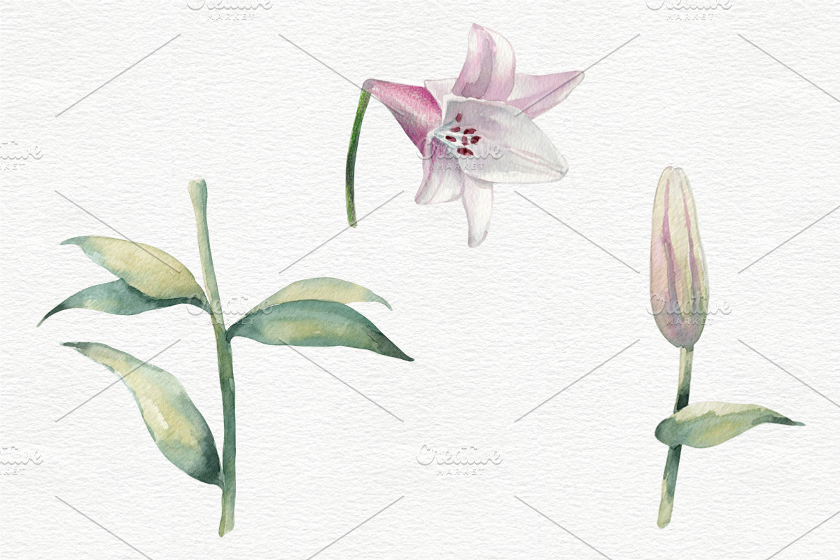 Lilies Watercolor Flower Clip Art, a Decorative Illustration by Colibri Watercolor (Photo 4 of 4)