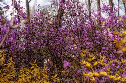 Blooming spring garden