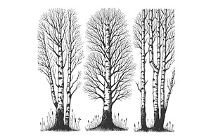 Trio Of Bare Birch Trees Engraving