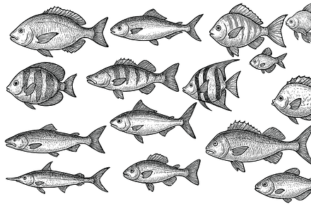 Hand Drawn Fish Vector Collection, an Object Graphic by Sempu