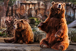 Two brown bears, one standing and on, an Animal Photo by Perpis
