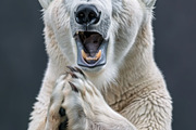236 surprised animals, an Animal Photo by Handmadefont (Thumbnail 144 of 241)