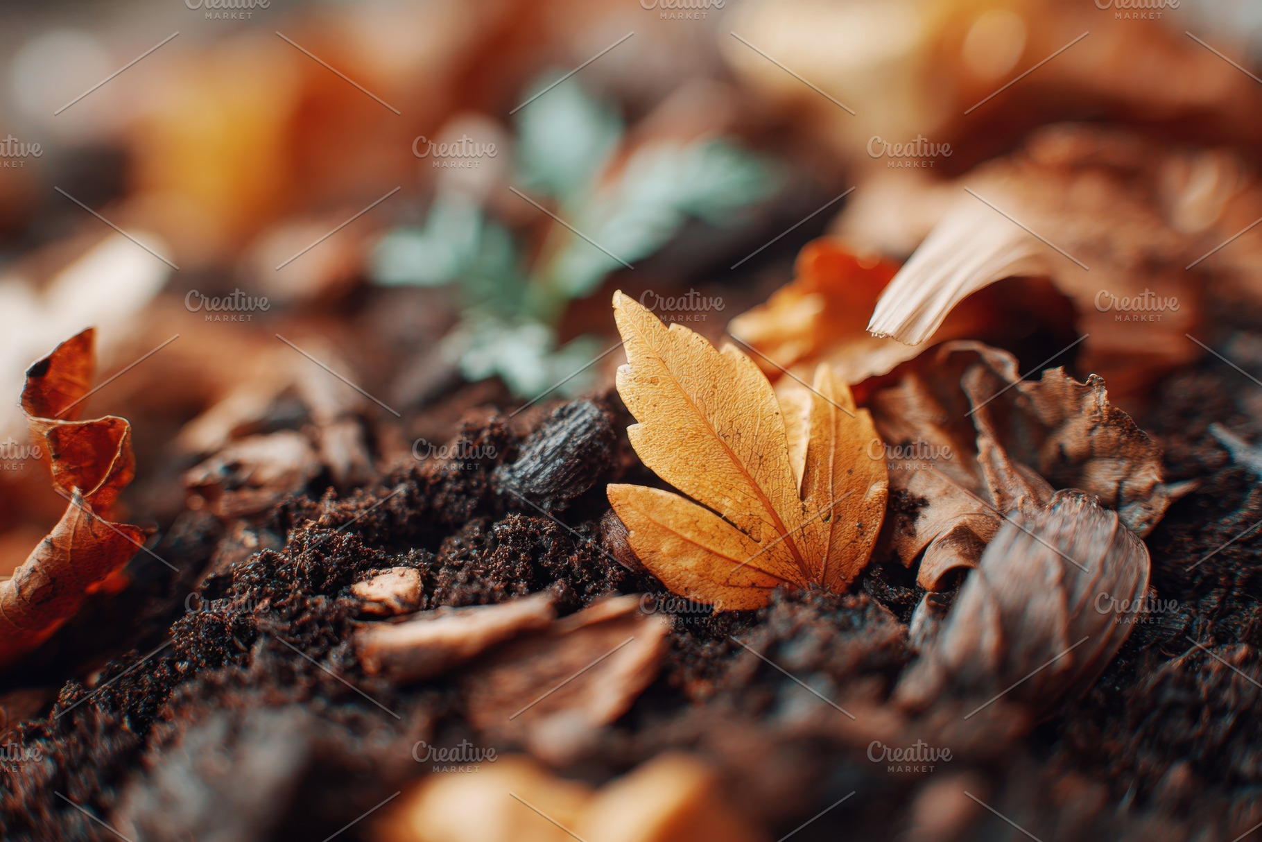 Autumn leaves in vibrant orange and brown, a Nature Photo by AlyaAnd