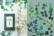Watercolor Eucalyptus set, an Object Graphic by KlymchukArtworks (Thumbnail 5 of 10)