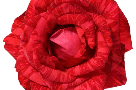 A close up of the top of a red rose flower with visible veins on