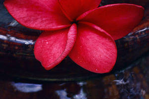 Red Plumeria