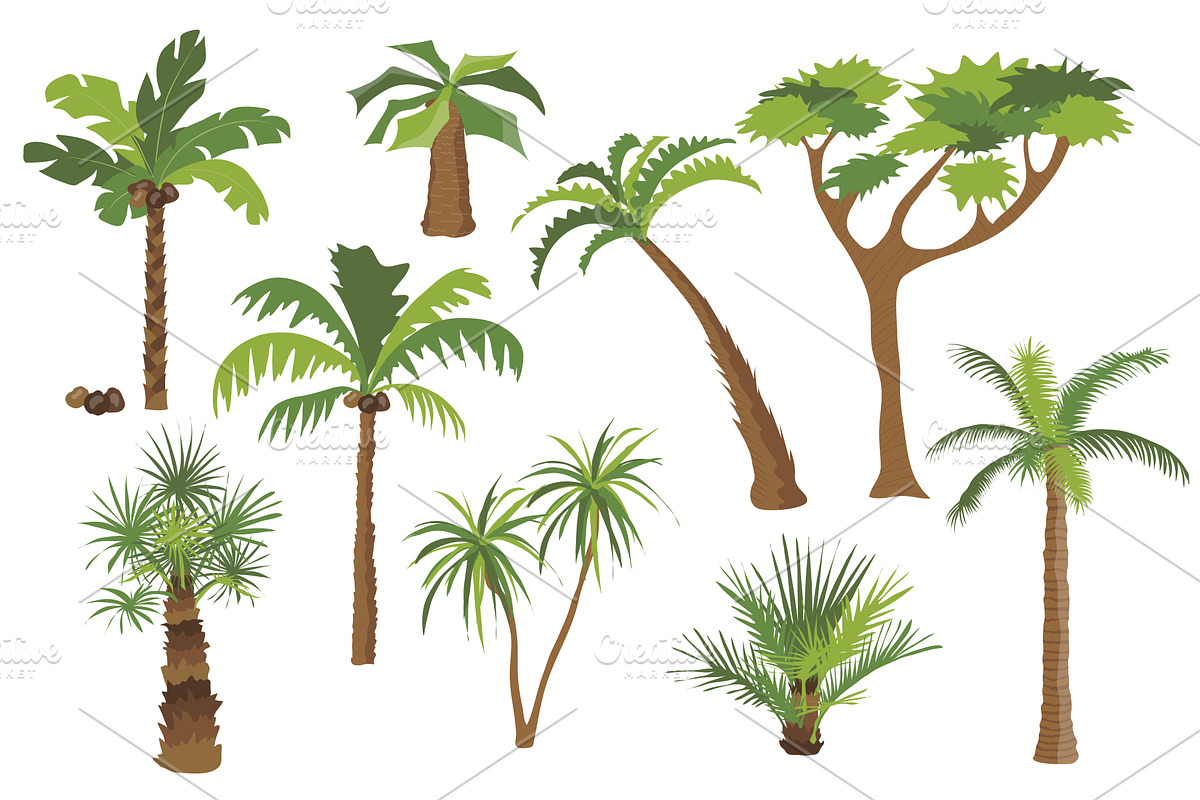 Palm Trees Set, an Object Illustration by alexdndz