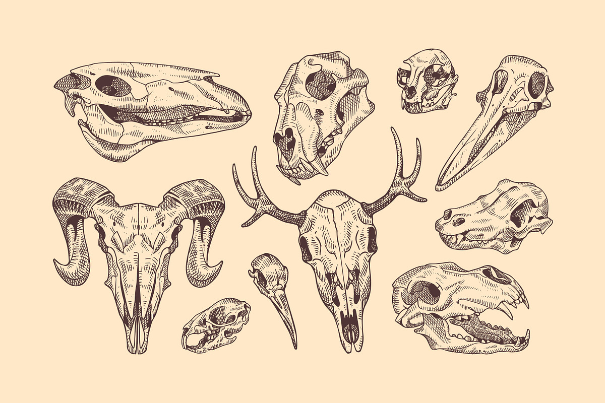Hand-drawn animal skulls, bones set, an Animal Illustration by PaperTrident (Photo 2 of 3)