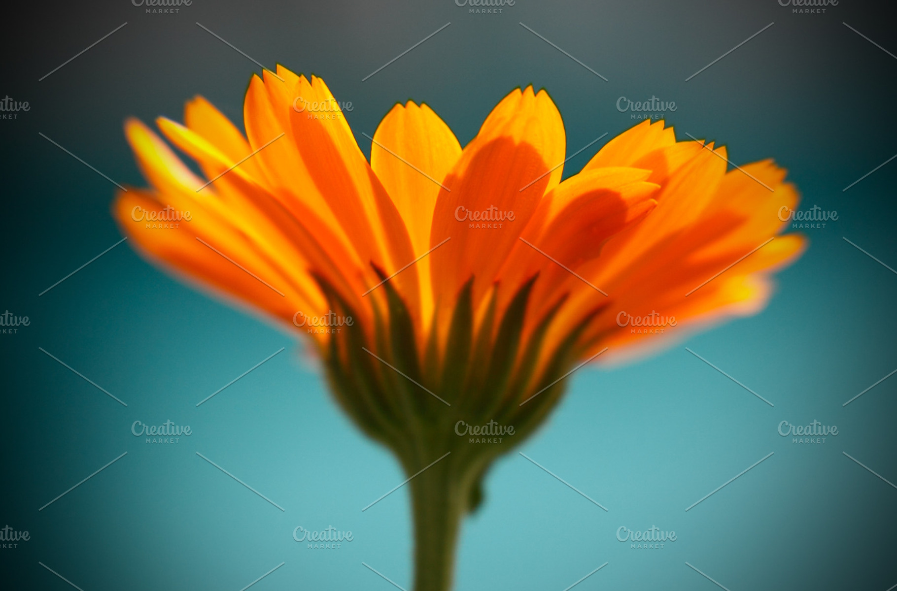 sunny positive healing calendula, a Nature Photo by ArtChamomile