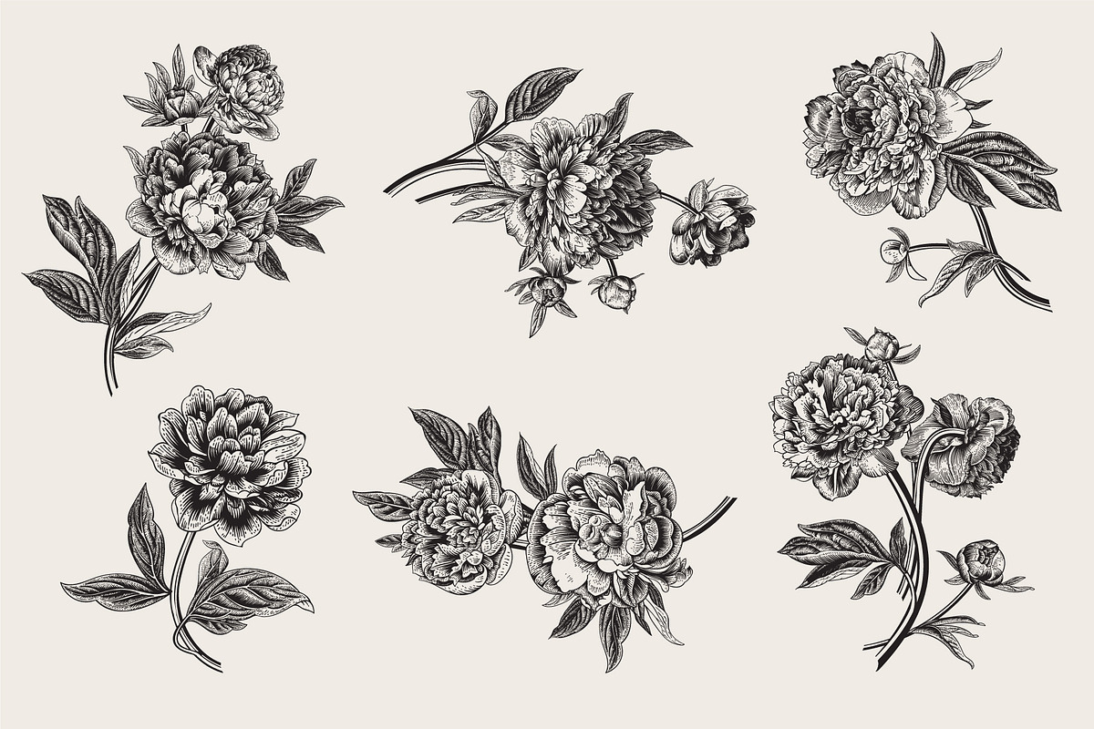 Peonies. Vintage illustrations, an Illustration by olga.korneeva (Photo 5 of 9)