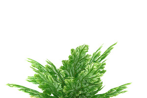 Selaginella