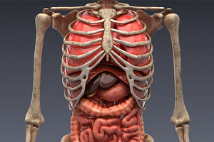 Animated internal organs, skeleton