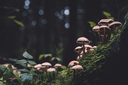 Moody Lightroom Presets - Landscapes, an Action Add-On by PhotoMarket (Thumbnail 28 of 35)