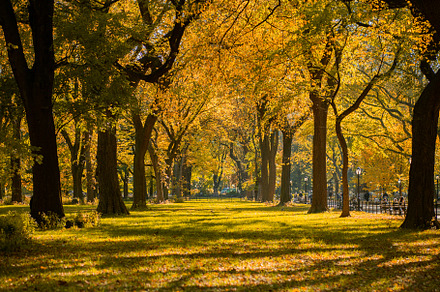 Manhattan Central Park, a Nature Photo by EVA.studio