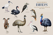 Australia Flora Fauna Clipart, an Animal Illustration by AnitaPol (Thumbnail 8 of 27)