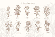 27 Vintage Botanical Illustrations, an Illustration by Anna Smirnova (Thumbnail 2 of 12)