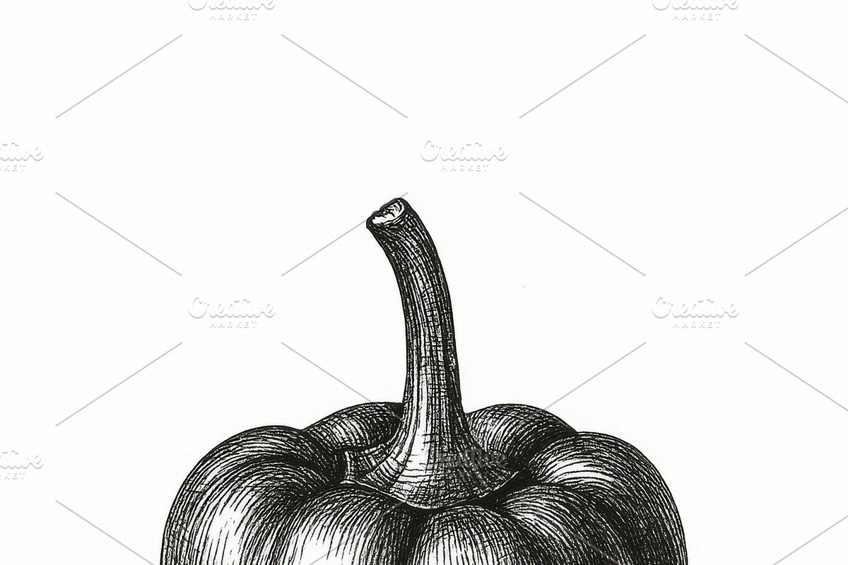 20 Botanical Vegetables Vintage Ink, a Food Illustration by Virgo Studio (Photo 7 of 8)