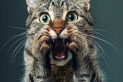 236 surprised animals, an Animal Photo by Handmadefont (Thumbnail 33 of 241)