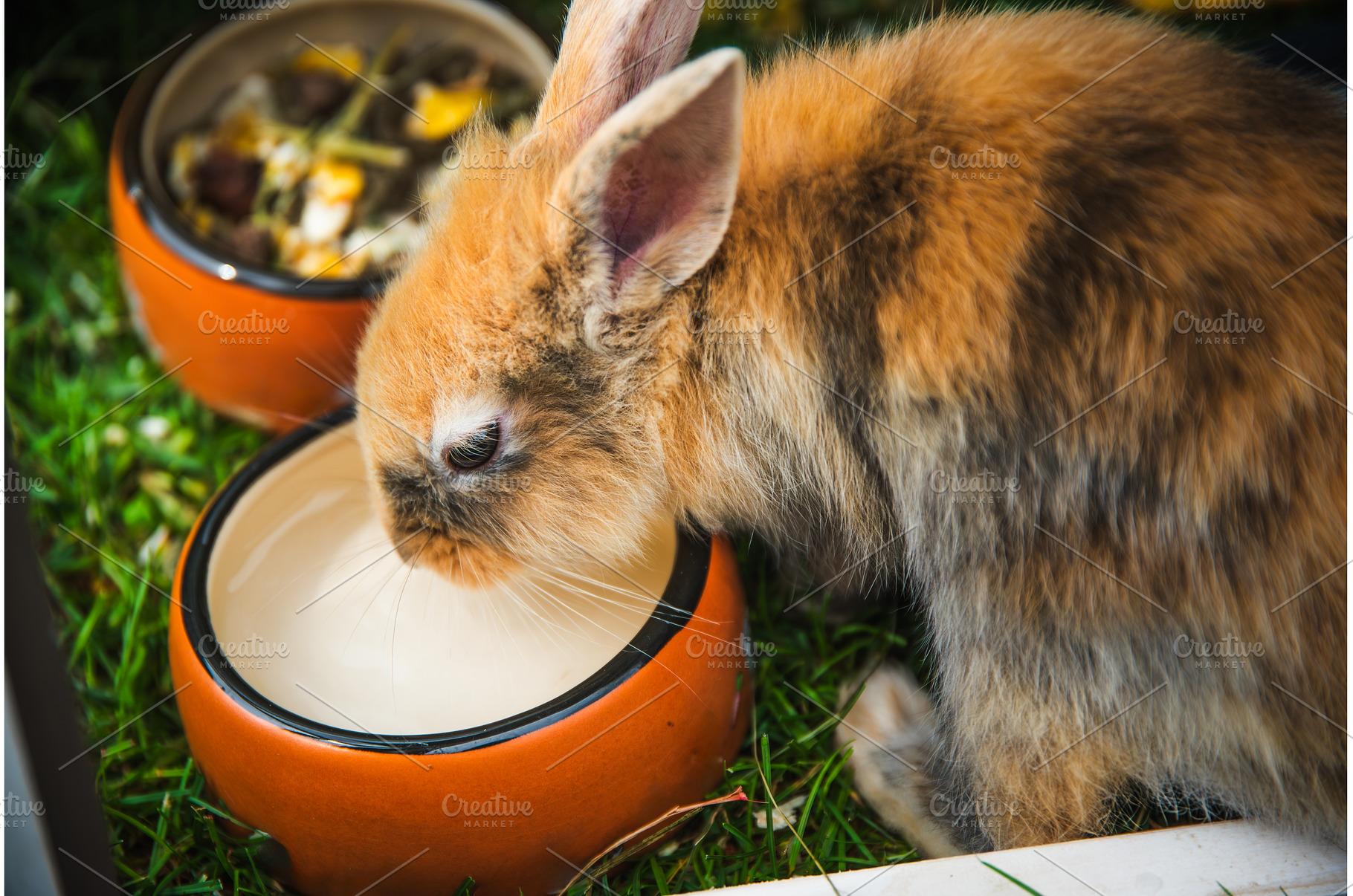 Cute little bunny drinking water, an Animal Photo by MadPhotos