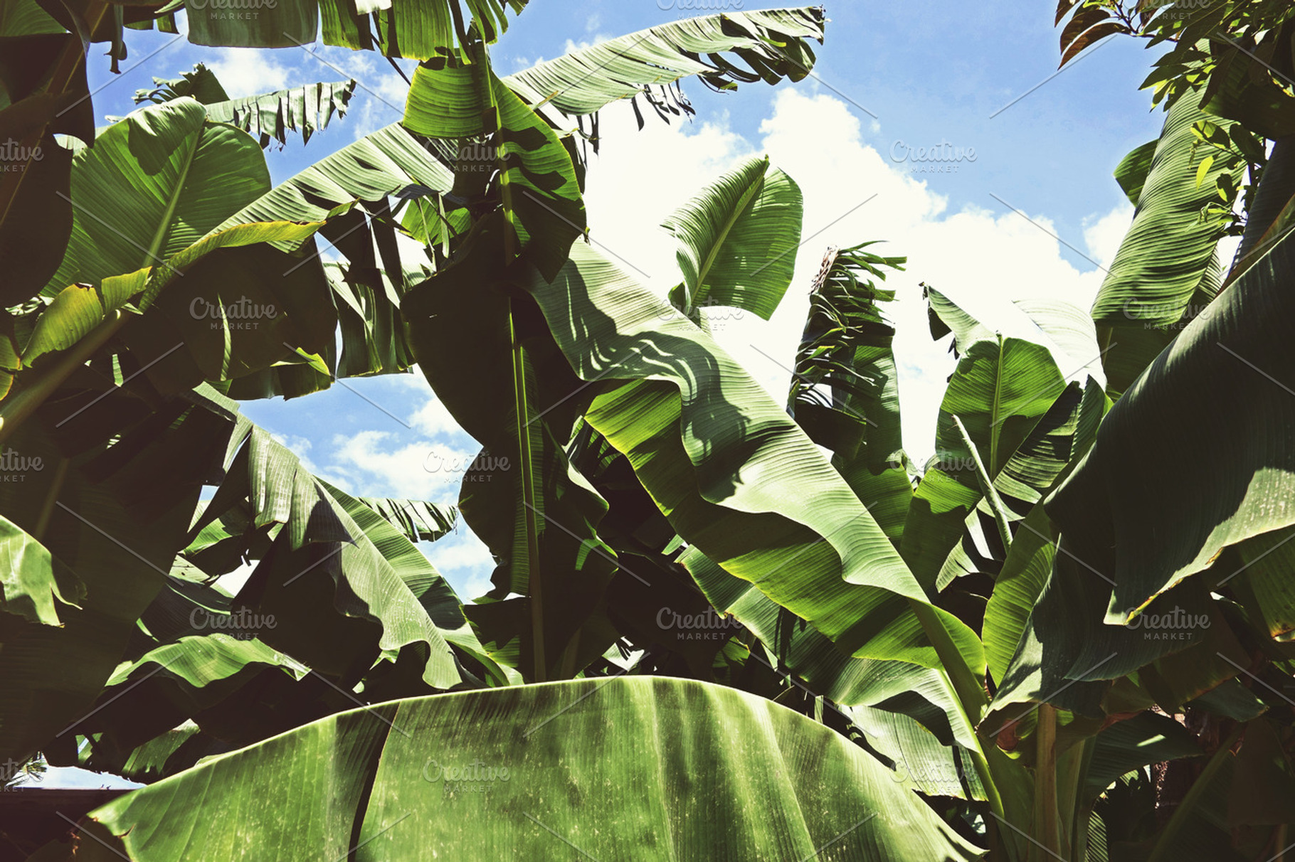 Lushful Day