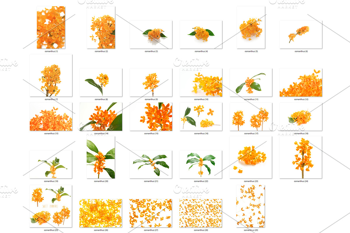 29 Sweet Osmanthus photos, a Nature Photo by Pullia (Photo 2 of 5)