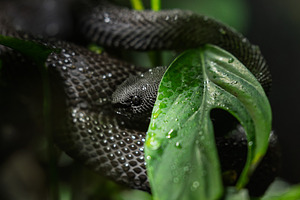 Black Venomous Snake Among Damp Trop, an Animal Photo by Perpis