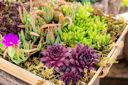 Sedum Plants For Sustainable Planter Stock Photo Containing Sedum And preview 6