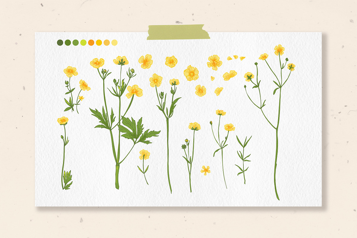 Flowers Buttercup. Sketch flowers, an Illustration by irina.vaneeva (Photo 5 of 6)