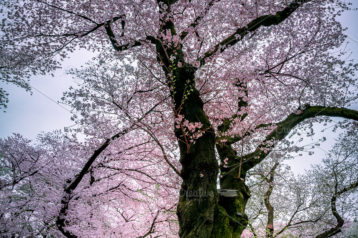 Japanese Cherry Blossom Photo Bundle, a Nature Photo by Silent Nature (Photo 5 of 10)