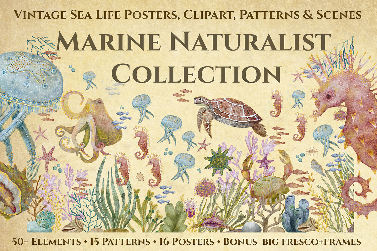 Marine Naturalist Collection, a Graphic by Kattypainting (Photo 1 of 10)