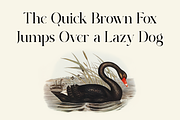 Agrabion - Elegant & Stylish Serif, a Serif Font by RockboyStd (Thumbnail 6 of 12)